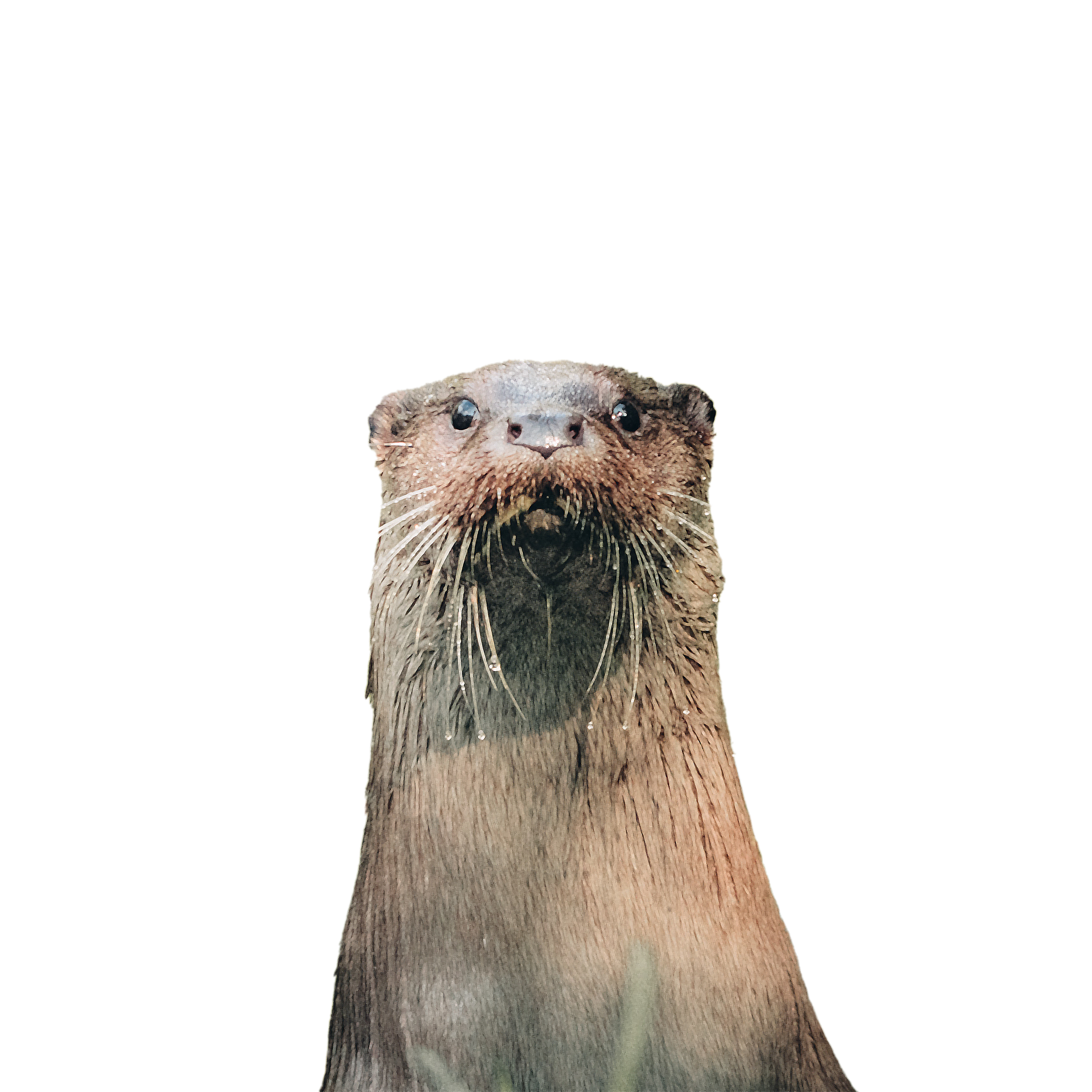 Isolated photo of an otter.